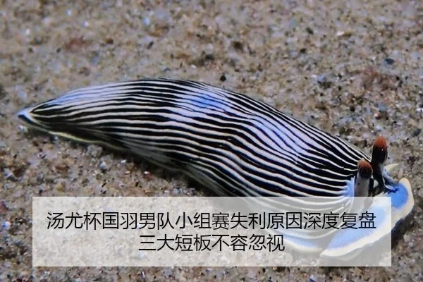 汤尤杯国羽男队小组赛失利原因深度复盘 三大短板不容忽视